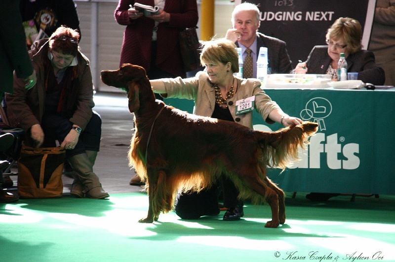 Crufts2011 414.jpg